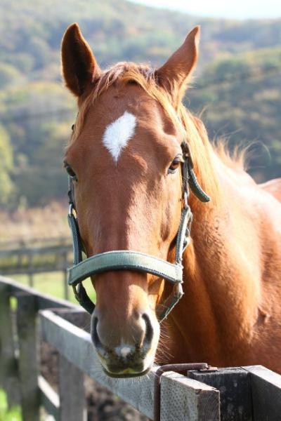 ファイル 274-5.jpg