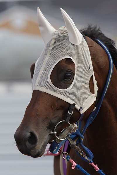 ファイル 115-1.jpg