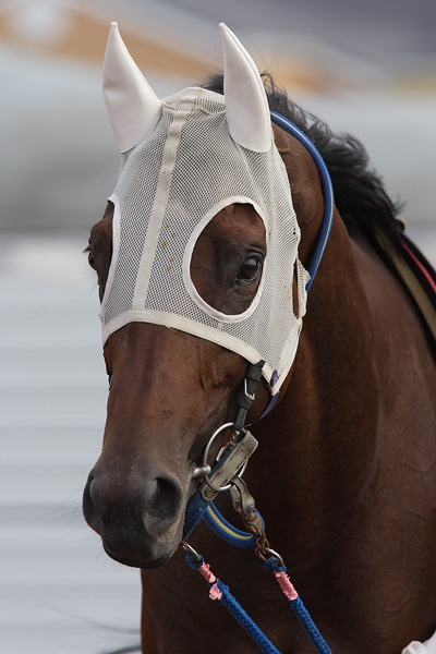 ファイル 115-2.jpg