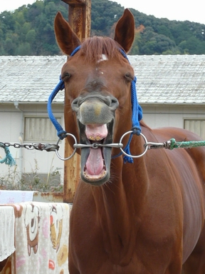 ファイル 287-1.jpg