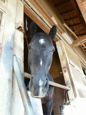 ファイル 361-1.jpg