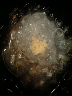 ファイル 69-1.jpg