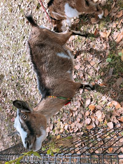 ファイル 566-4.jpeg