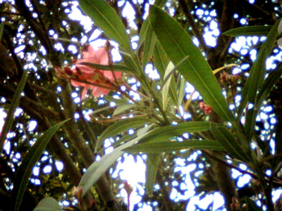 ファイル 261-2.jpg